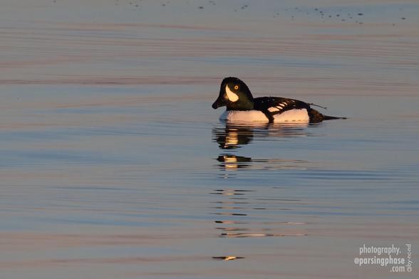 Caught in the late light of sunset, a black and white duck with a distinct comma shape on its face floats on pink and blue waters.
