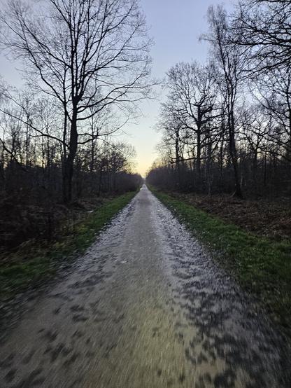 Longue allée droite forestière des soupirs dans la forêt domaniale Notre Dame à l'aube.