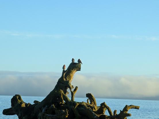 Three little birds sitting on the rooted trunk of a tree along Ediz Hook spit in the morning sun with a fog bank in the foreground.