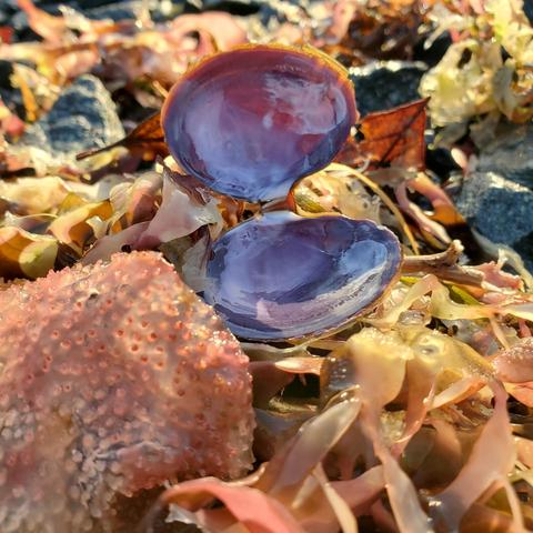 A close-up view of an open clam shell showcasing its smooth, purple interior. Surrounding the clam are various pieces of seaweed in shades of pink and green, along with small stones. A texture-rich, pinkish sea creature can be seen in the foreground, adding to the coastal scene.