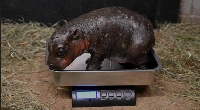 Pygmy hippo newborn on a scale