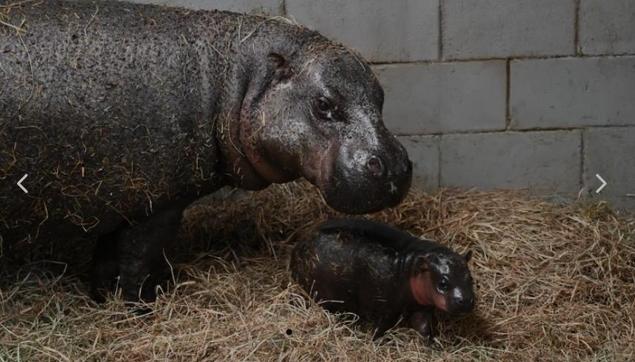 Pygmy hippo newborn with their mother