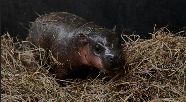 Pygmy hippo newborn