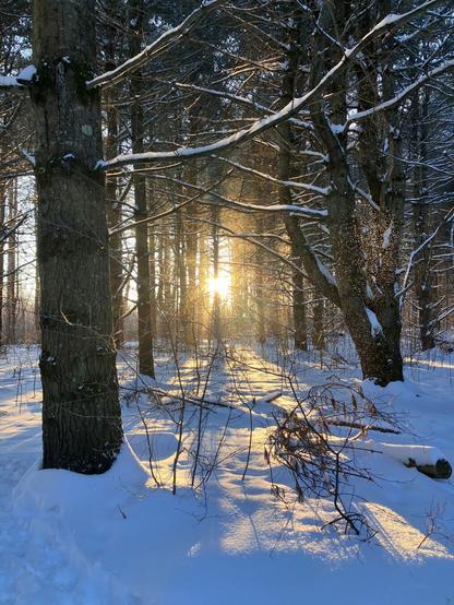 The late evening sun through the trees in winter. The ground is covered with snow and the snow blowing off the trees is sparkling.