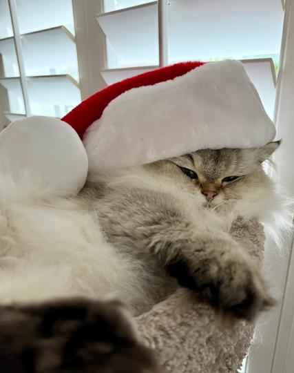 A fluffy white cat relaxes in the top of her cat tree with a big fluffy red and white hat resting on her head. Two paws (one front, one back) rest on the edge. Her expression is knowing.