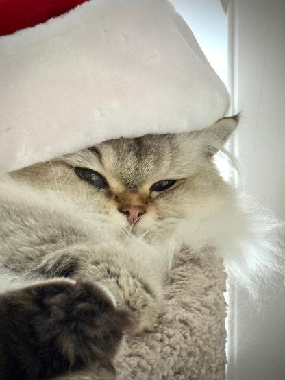 Closer picture of a fluffy white cat in the top of her cat tree with a big fluffy red and white hat resting on her head. Her expression is knowing and mischievous.
