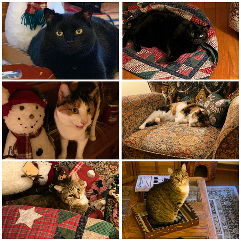 Christmas pictures of three cats