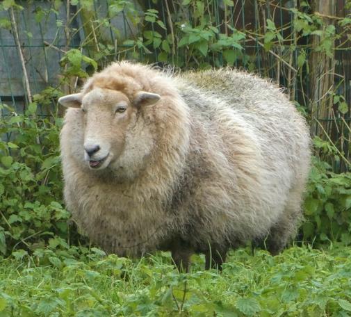 Un brebis à la laine blanche sale très épaisse qui tire légèrement la langue debout dans de la verdure.