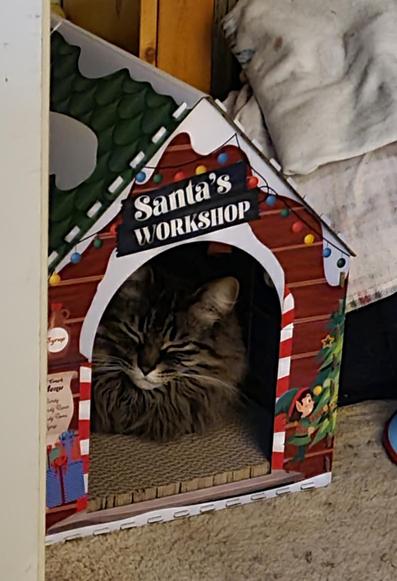 A long haired brown tabby cat with a white chin is loafing happily inside her cardboard gingerbread house.