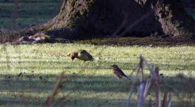 Zorzal alirrojo (derecha) y pito real ibérico (izquierda)