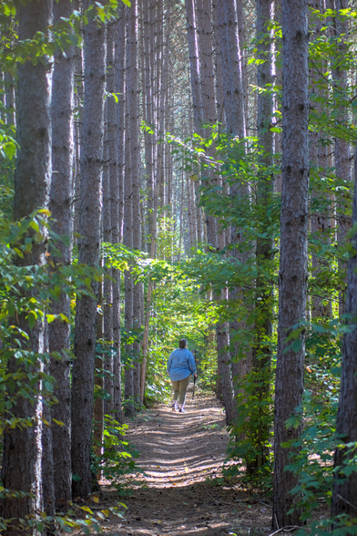Julie walks along a serene forest trail at Aspen Park in Gaylord, MI, surrounded by towering, evenly spaced pine trees. She is seen from behind, wearing a light denim shirt and khaki pants, with a walking stick in hand. The sunlight filters through the canopy, casting dappled light onto the path and highlighting the lush green leaves and textured bark of the trees.