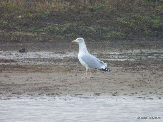 A big seagull standing on a muddy beach in front of a muddier bank with patchy grass. The bird is in profile, and upright. It has black wingtips with lots of white on, and grey wings. The white head is mottled by flecks of brown, and the downturned yellow bill has a red spot on the lower mandible. Its legs are flesh-coloured and vaguely human-looking, which I now realise is a bit disturbing.