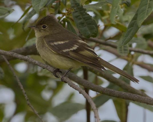 A brown and yellow birb with a peaked crown, a distinct eye ring, two wing bars, and a yellow tummy sits nice and sassy in the branches of a green tree. There are lots of birds who look like this, so choose your guesses wisely. I'll come back later to give the answer. Hint: Photograph was taken at Huembo, Peru, but birb does not use feeders. Photo by Peachfront. Nov 2024.