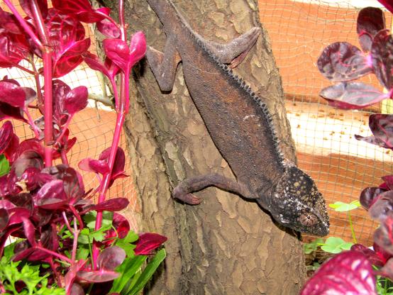 A reddish-brown chameleon climbing down the trunk of a tree in a backyard garden.