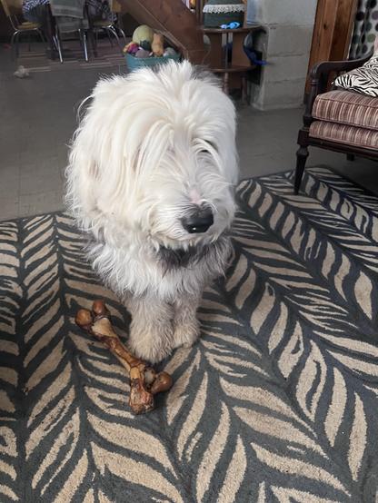 Sir Murray the Old English sheepdog with his GIANT BONE