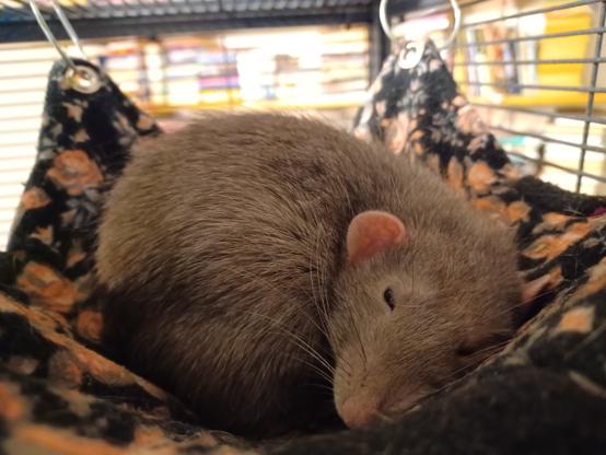 sleepy cute grey rat curled up in a hanging hammock