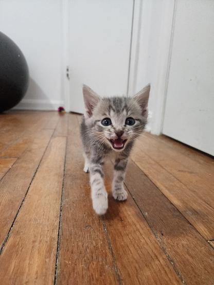 eye-level view of gray tabby kitten trotting towards viewer and meowing.