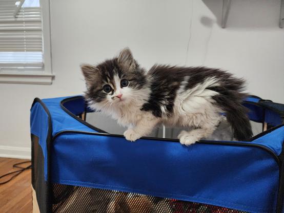 long-haired white and tabby kitten walking on top of a blue fabric cat pen.