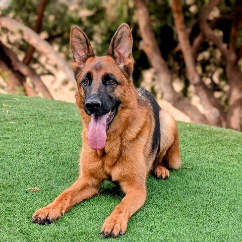 Bentley started as a seven-month-old German Shepherd Dog in our Service Dog Board-and-Train program. Bentley is trained in solid public access obedience and psychiatric service tasks.