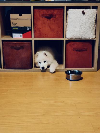 Bébé Samoyède allongé dans un casier de rangement 🥰