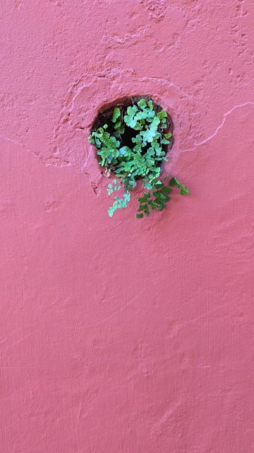 Adiantum (maidenhair fern) grows out of a round hole in a pink wall.