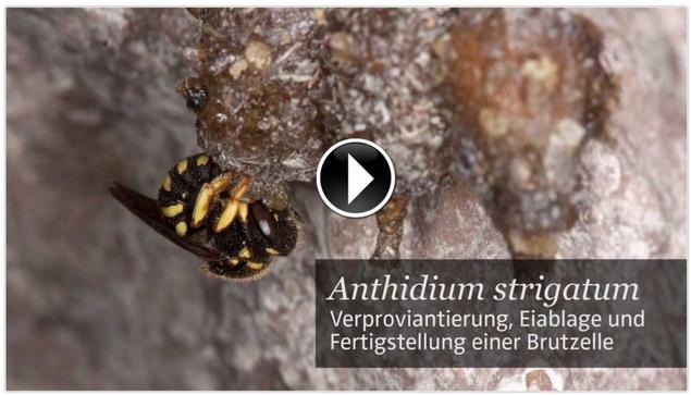 Video


Anthidium strigatum: Verproviantierung, Eiablage und Fertigstellung einer Brutzelle
Anthidium strigatum: Provisioning, oviposition and completion of a brood cell