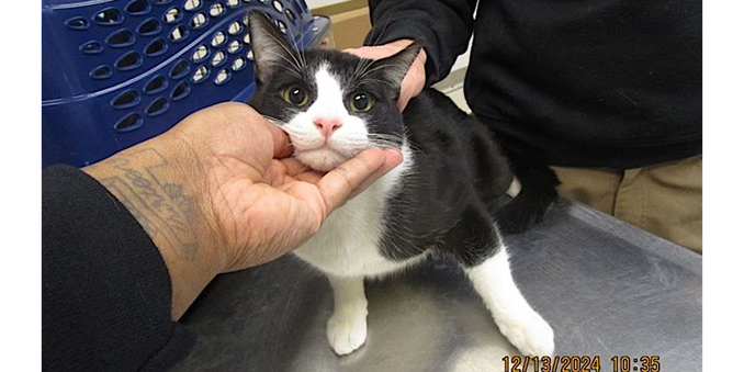 A black and white cat with an animal shelter staffer holding its head up facing the camera.  The kitty has his eyes wide open