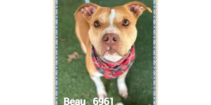 A tan and white pit bull stands on a lawn, staring at the camera expectantly