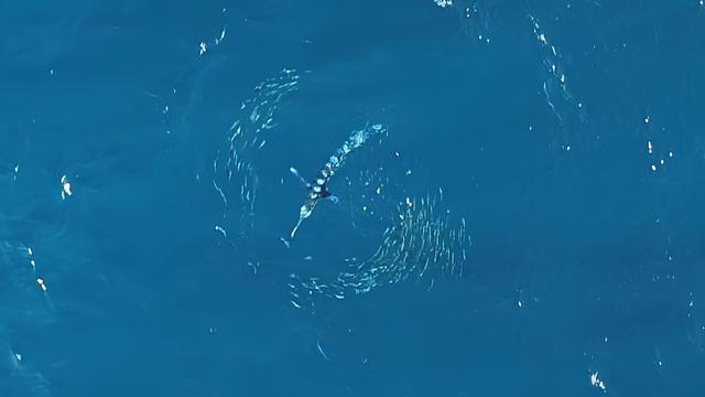 a school of sardines attacked by a striped marlin, photo from above