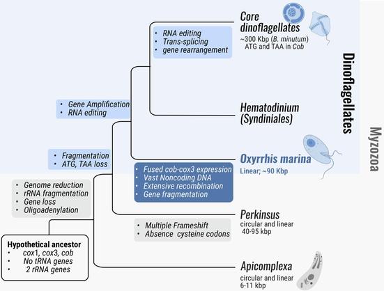 a figure from the paper mapping various kinds of information on a simplified evolutionary tree of a group of microbes