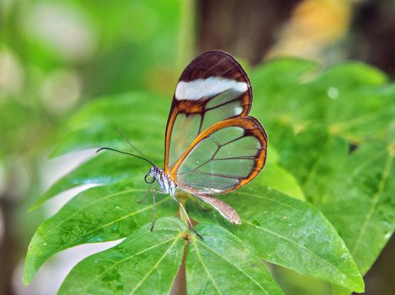 Glasswing butterfly in the butterfly house in icod de los vinos, tenerife