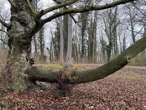 A thick branch of a beech tree connected to a huge beech tree on the left. The branch is almost growing horizontally first and winds its way upwards to the left. 
There are brown leaves covering the ground and many other trees in the background. The sky is gray.