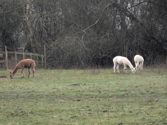 Three llamas in a grassy field; one brown and two white, with trees in the background.