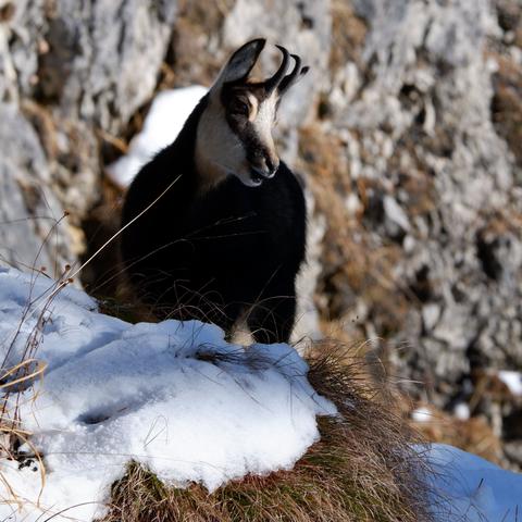 kozica w górach zimą