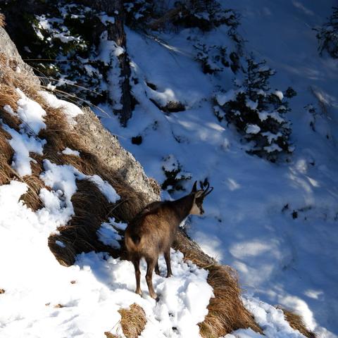 kozica w górach zimą
