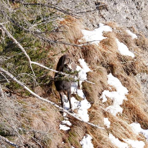 kozica w górach zimą
