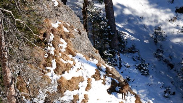 kozice w górach zimą