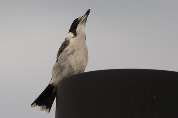 A Grey Butcherbird sitting on top of a light post, singing in the early morning.
