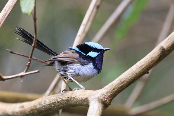 Male Superb Fairywren in a bush. It has a bright blue head withe black mask that wraps around the back of its head, dark blue/black breast, off-white belly and brown wings. It has a long tail that is often held upright.
