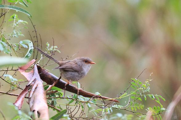Female Superb Fairywren on a piece of bark that has fallen on a bush. 

She is predominately brown, with an off-white chest and belly, and a rufous beak and mask that does not wrap around.