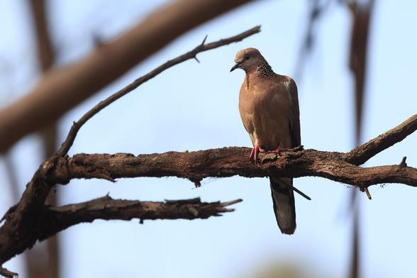 A Spotted Dove in a tree. It is predominantly brown, with a greyish head, and a black cape on the back of the neck which is flecked with white spots.