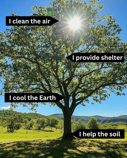 Photograph of a tree. I provide shelter. I cool the Earth. I cleaned the air. I help the soil.