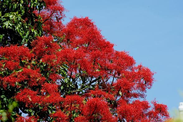 Illawarra Flame Tree, red flowers, red flowering tree, red blossom, spectacular tree, crimson flowers