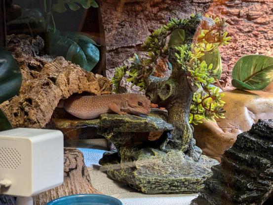 A patternless leopard gecko, standing on a habitat decoration in her habitat