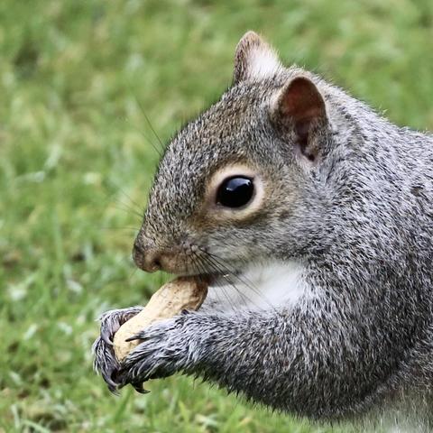 A Grey Squirrel sitting on the ground and is about to eat a nut.
This type of nut in a shell is called Monkey Nut in some areas