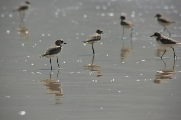 das bild im querformat zeigt sechs regenpfeifer an einem flachen strand.
die regenpfeifer sind in den oberen zwei dritteln des bildes verteilt. der fokus liegt auf dem vordersten vogel.
sie stehen auf einem sandigen, sehr flachen strandbereich. das meer ist nicht zu sehen. 
auf dem nassen sand glitzern viele luftbläschen auf der oberfläche. durch das starke sonnenlicht glitzern sie intensiv und funkeln fast wie sterne.