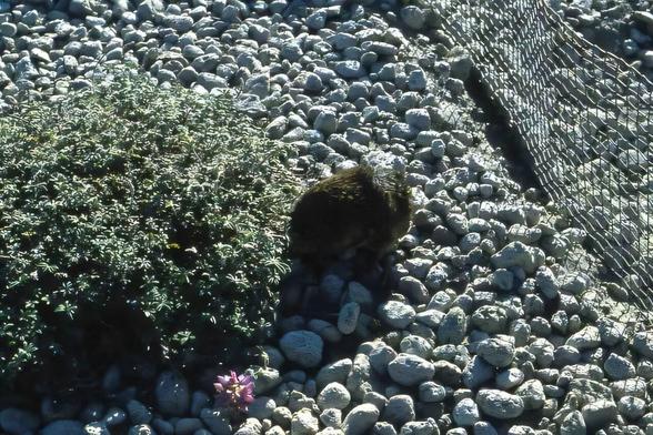 A gopher and a small plant on rocky surface near an enclosure fence
