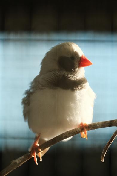 Small bird sitting on a branch.