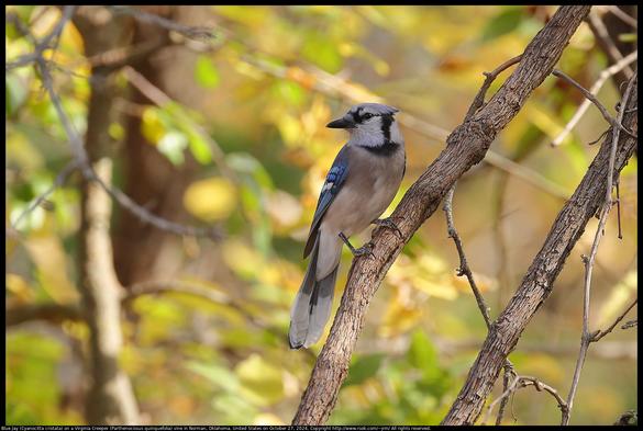 A Blue Jay (Cyanocitta cristata) was standing on a wild Virginia Creeper (Parthenocissus quinquefolia) vine with crest lowered in Norman, Oklahoma, United States on October 27, 2024. I have read that bluejays will lower their crests when eating with family and friends and raise their crests when responding to possible threats.