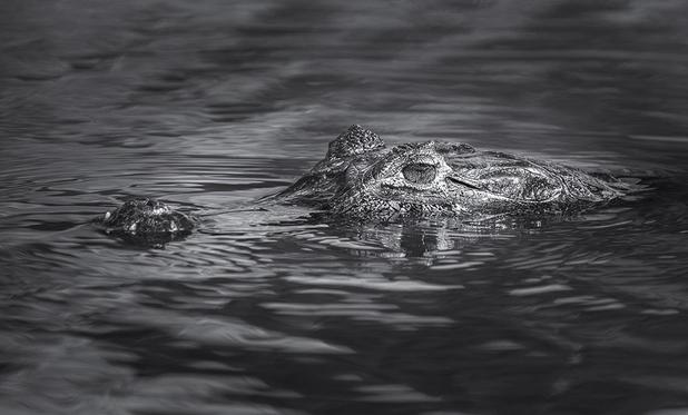 A low key photo of a caiman in a river in the Pantanal of Brazil, with eyes and snout just emerging above the survace of the water. See more here: https://fineartamerica.com/featured/caiman-pantanal-brazil-low-key-2-joan-carroll.html

#caiman #alligator #pantanal #brazil #wildlife #wildlifephotography #reptile #submerged #blackandwhite #blackandwhitephotography #AYearForArt #buyIntoArt #PhotographyCommunity #giftideas #wallart #artforsale @joancarroll